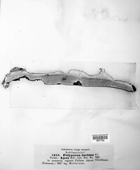 Polyporus lucidus image